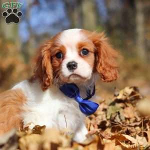 Tiger, Cavalier King Charles Spaniel Puppy